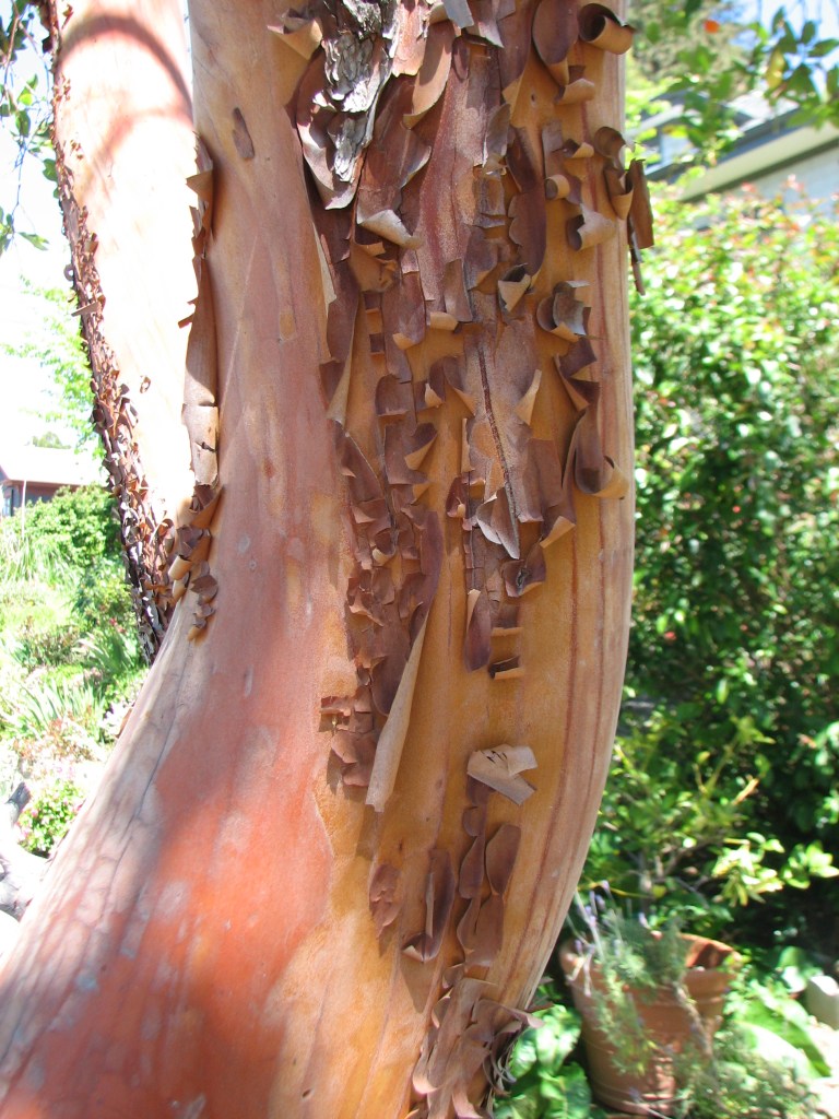 Shreddy bark of madrone