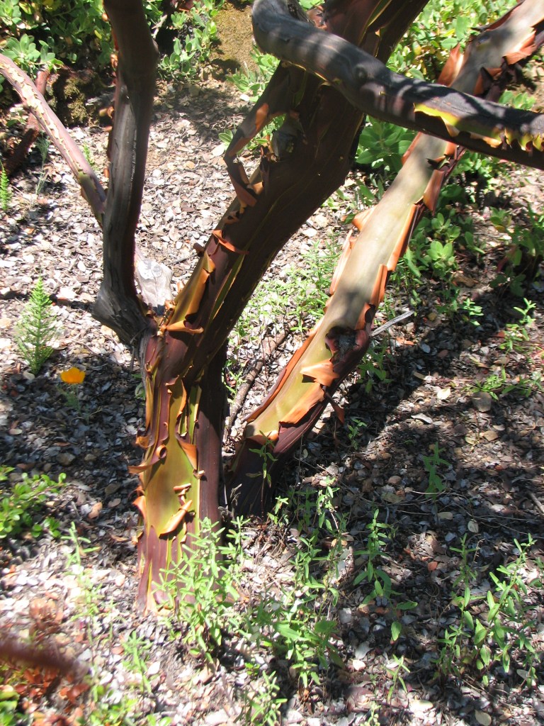 Shreddy bark of manzanita