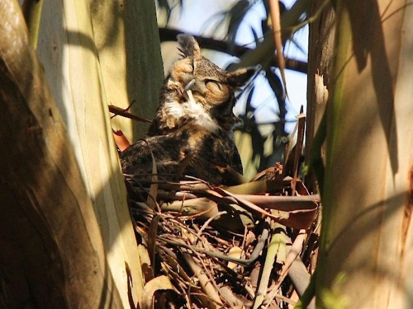 Owl nesting in eucalyptus, courtesy urbanwildness.com