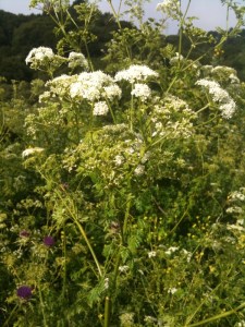 Poison hemlock