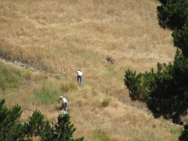 Serpentine Prairie being weeded by hand. Mowing will be required during the restoration. Prescribed burns will be required to maintain it as prairie.