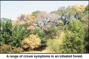 SOD, Forest Service photo