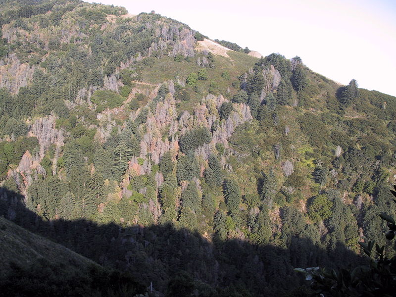 Hillside in Big Sur, Wikipedia Commons