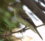 Southwestern_Willow_Flycatcher