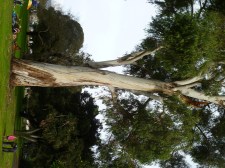 Eucalyptus Mosswood Park 2