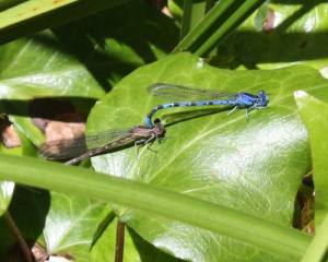 Damseflies, Glen Canyon, Janet Kessler