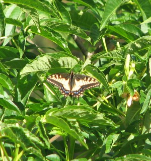 IMG_5170=2 Anise Swallowtail, Sutro Forest