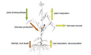 Carbon Cycle0001