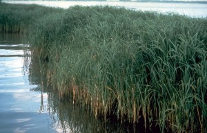 Spartina alterniflora, Smooth Cordgrass.  USDA photo
