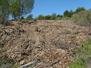 Chips of destroyed trees, UC Berkeley project. Photo courtesy Hills Conservation Network