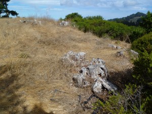 Trees were destroyed here by UC Berkeley over 10 years ago. The landscape is now non-native annual grasses. This is the typical outcome of tree removals on sunny hills without a water source.