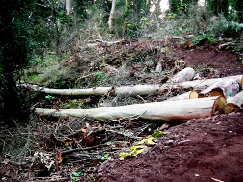 Interior Greenbelt Natural Area, 2010. Courtesy SaveSuro