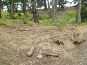 Pine Lake July 2011 002