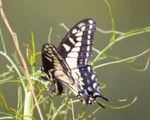 Anise Swallowtail butterfly in non-native fennel.  Courtesy urbanwildness.org