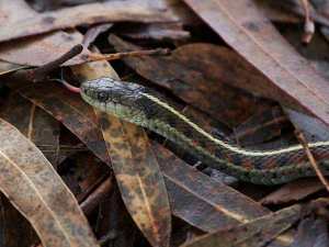 Garter snake in euclypatus leaf litter