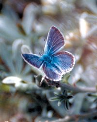 Mission Blue butterfly