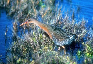 California Clapper Rail.  British Wikipedia