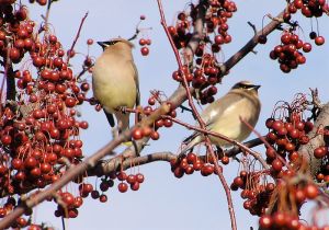 Cedar Waxwings in crab apple tree