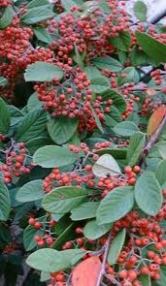 Cotoneaster lacteus, Jackson Nursery, UK