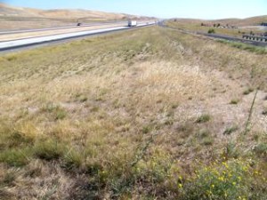 Dunnigan Test Plot, Augusst 2011. The result of an eight-year effort to restore native grassland. Does it look "biodiverse?" ecoseed.com.
