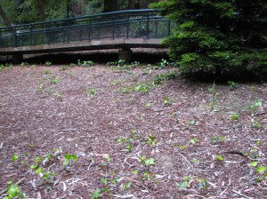 Ivy planted in Stern Grove