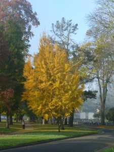 Mountain View Cemetery - Ginko