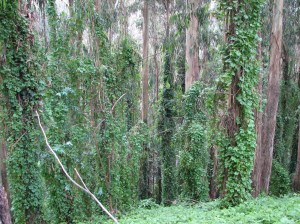 Stern Grove