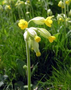 Cowslip