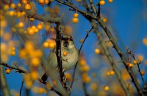 English sparrow.  US Fish & Wildlife photo