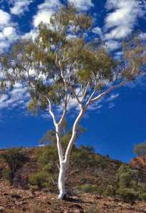 Ghost Gum. Courtesy Cynthia Clampitt, Waltzing Australia