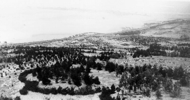Golden Gate Park in 1880.  The trees are about 10 years old.  In the distance, looking south, we see the sand dunes of the Sunset District.  That's what most of Golden Gate Park looked like before the trees were planted.