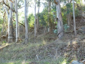 Girdled trees, Bayview Hill, San Francisco