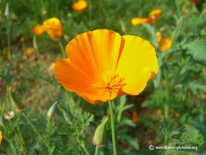 When is the California poppy blooming?