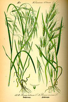 Cheatgrass, Bromus tectorum