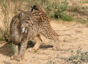 Iberian lynx