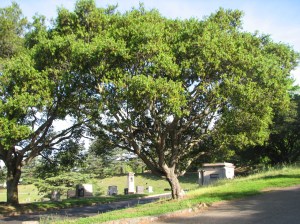 Are the oaks growing faster?