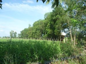 Acacia and cucumber field in Vietnam. Photo by Chris Harwood