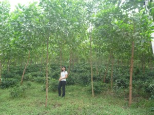Tea grown in shade of acacia in Vietnam. Photo by Chris Harwood