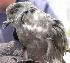 Ashy storm petrel. Creative Commons