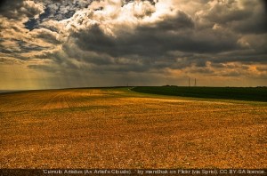 Cornfield.  Creative Commons
