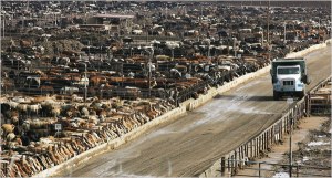 Feedlot