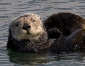 Southern sea otter