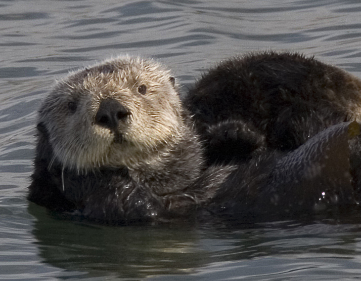 Southern sea otter