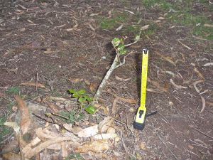 One of 5 native oaks that survive on Tank Hill 10 years after 25 oaks were planted.