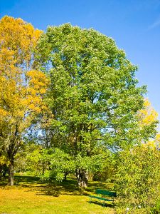 White Ash or American Ash.  Creative Commons
