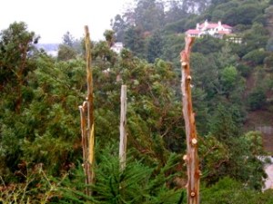 Eucalypts destroyed Garber Park, December 2010.  Photo by Michael Wallman