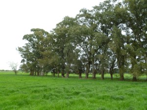 Eucalypts used an agricultural windbreak, Argentina, 2010