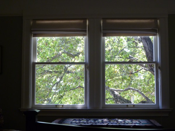 The view from my bed: Coast Live Oak