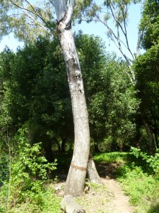 Girdled tree, Garber Park