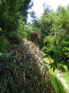 Eucalyptus stump and dead litter, Garber Park.  If you were concerned about fire hazard, would you leave dead litter in the park for over 2 years?